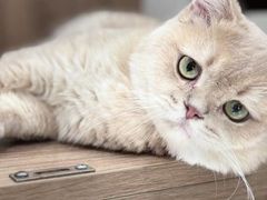 -老吴的猫·猫舍(新区店)