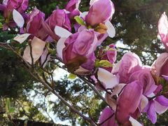 -桃花堤公园