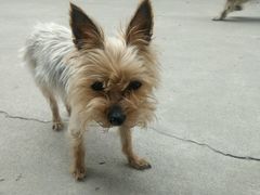 -芭比堂动物医院·犬猫全科·异宠专科(雁塔分院)
