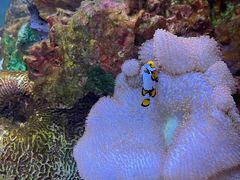 -上海海洋水族馆