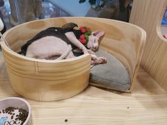 -屋虎猫馆(宝安大仟里店)