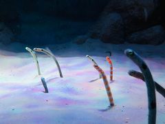 -暹罗海洋世界