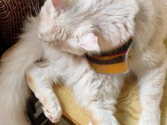 -豆逗聊愈猫阁Easy Life
