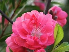 -南汇桃花村