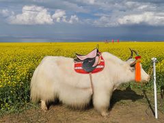 -青海湖国家重点风景名胜区