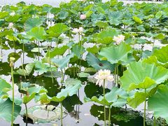 -荷塘月色湿地公园·向阳花洲