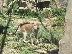 -新疆天山野生动物园