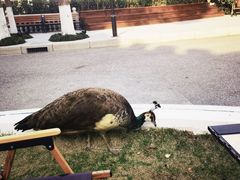 -J Create城市露营咖啡·简餐·宠物(上海动物园店)