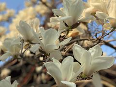 -家烧面馆【南山路知名经典面食】