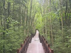-汤旺河林海奇石景区