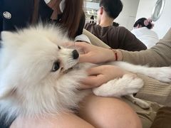 -怪兽屋·羊驼·猫咖·狗咖(俊华广场店)