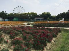 -广东花都香草世界旅游度假区