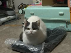 -伟伟宠物医院·瑞派猫友好医院·猫科(光谷店)