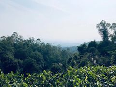 -火炉山森林公园