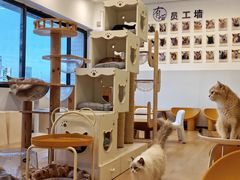 -有喵·猫咖·狗咖·40+猫狗有小奶狗(岗厦店)