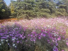 -滨江森林公园-真人CS野战场