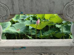 -莲花池公园