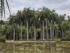 -中国科学院西双版纳热带植物园