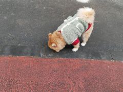 -西归浦每天偶来市场