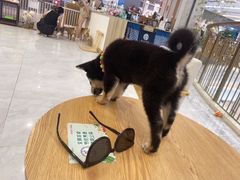 -柴犬小屋·柴餐厅·狗咖食堂(金鼎广场店)