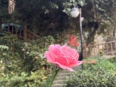 -十八棵（老龙井）御茶园(老龙井店)