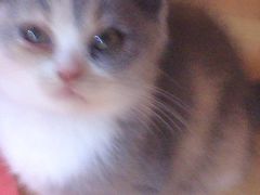 -集宠猫柠宠物生活馆