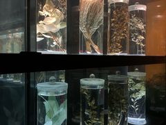-广东中医药博物馆