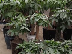 -金科花卉市场