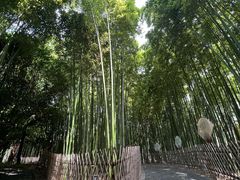 -陈家山荷花公园