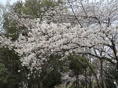 -羊山湖公园