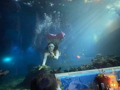 -涛·海底餐厅·美人鱼·自助餐·海底隧道(三亚海棠湾洲际度假酒店)