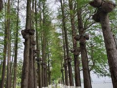 -东湖听涛景区