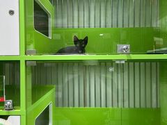 -唐小姐の猫狗洗护·购宠旗舰店(周浦万达店)