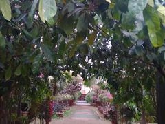 -呀路古热带植物园