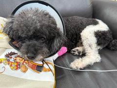 -瑞派申生动物医院·24H夜诊·国际动物医疗中心·骨外科(吴中路店)