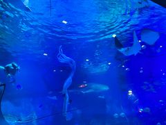 -烟台海昌鲸鲨海洋公园