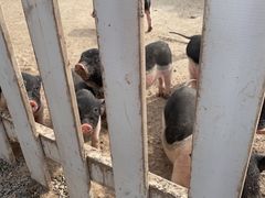 -前小桔亲子创意农场·草莓采摘·露营烧烤