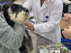 -瑞派名望志远动物医院·猫科·內科·异宠专科(直港大道店)