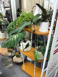 点击看大图 -AGAXI美甲美睫