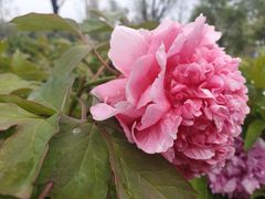 -济南国际园博园