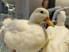 -怪兽屋·羊驼·猫咖·狗咖(俊华广场店)