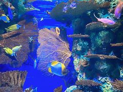 -上海海洋水族馆