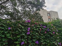 -四川大学(望江校区)