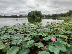 -上海市保健医疗中心