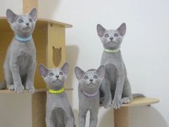 -琪喵猫屋·撸猫猫咖·猫舍