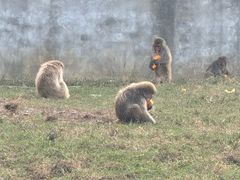 -合肥野生动物园