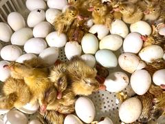 -郴州特产舜华临武鸭(郴州西站店)