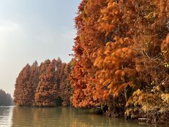 -上海海湾国家森林公园