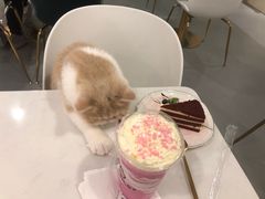 -飞行喵MR PILOT|猫舍·猫咖(静安大融城店)