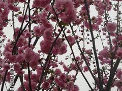 -天适樱花悠乐园